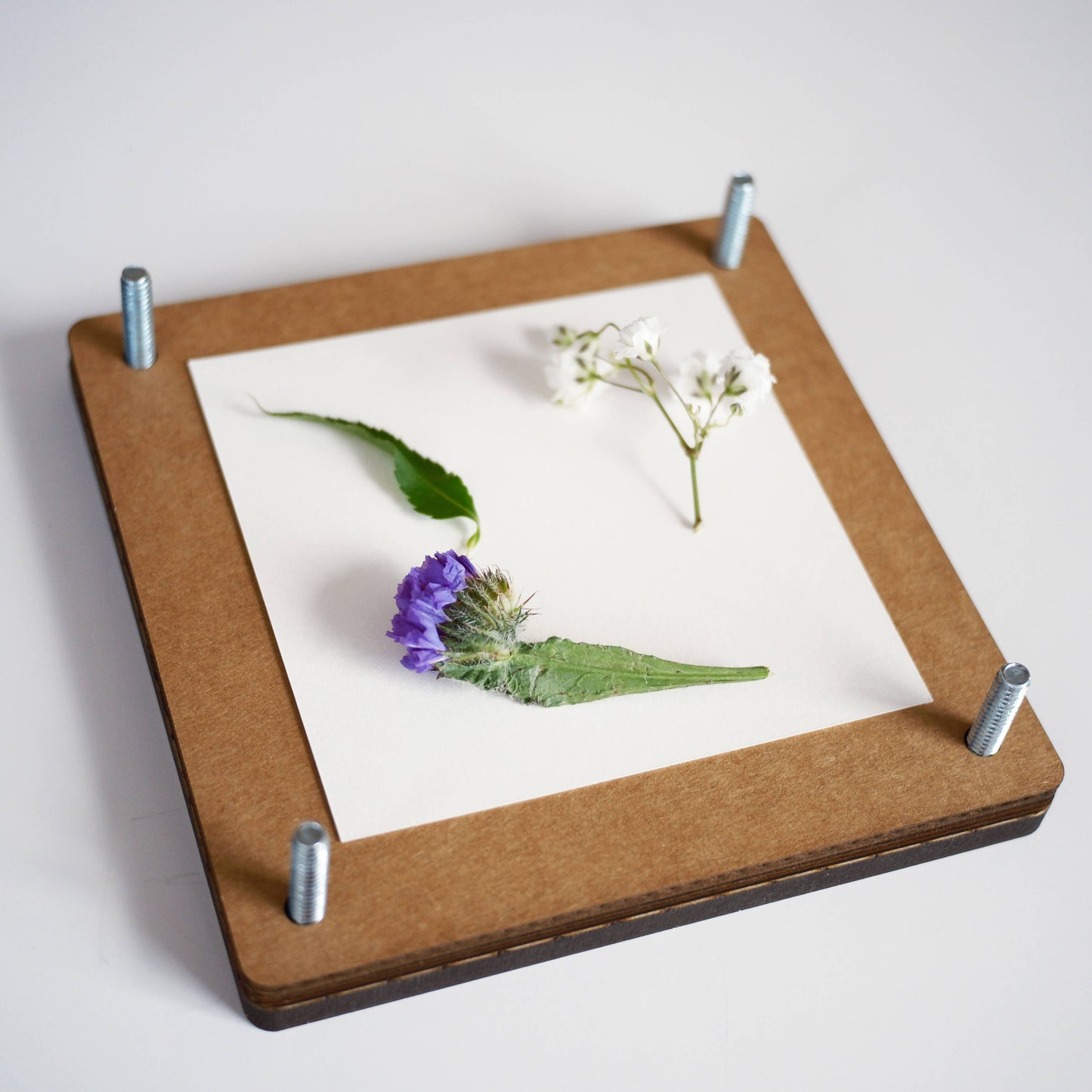 Herbarium press with dried flowers and leaves on a white background