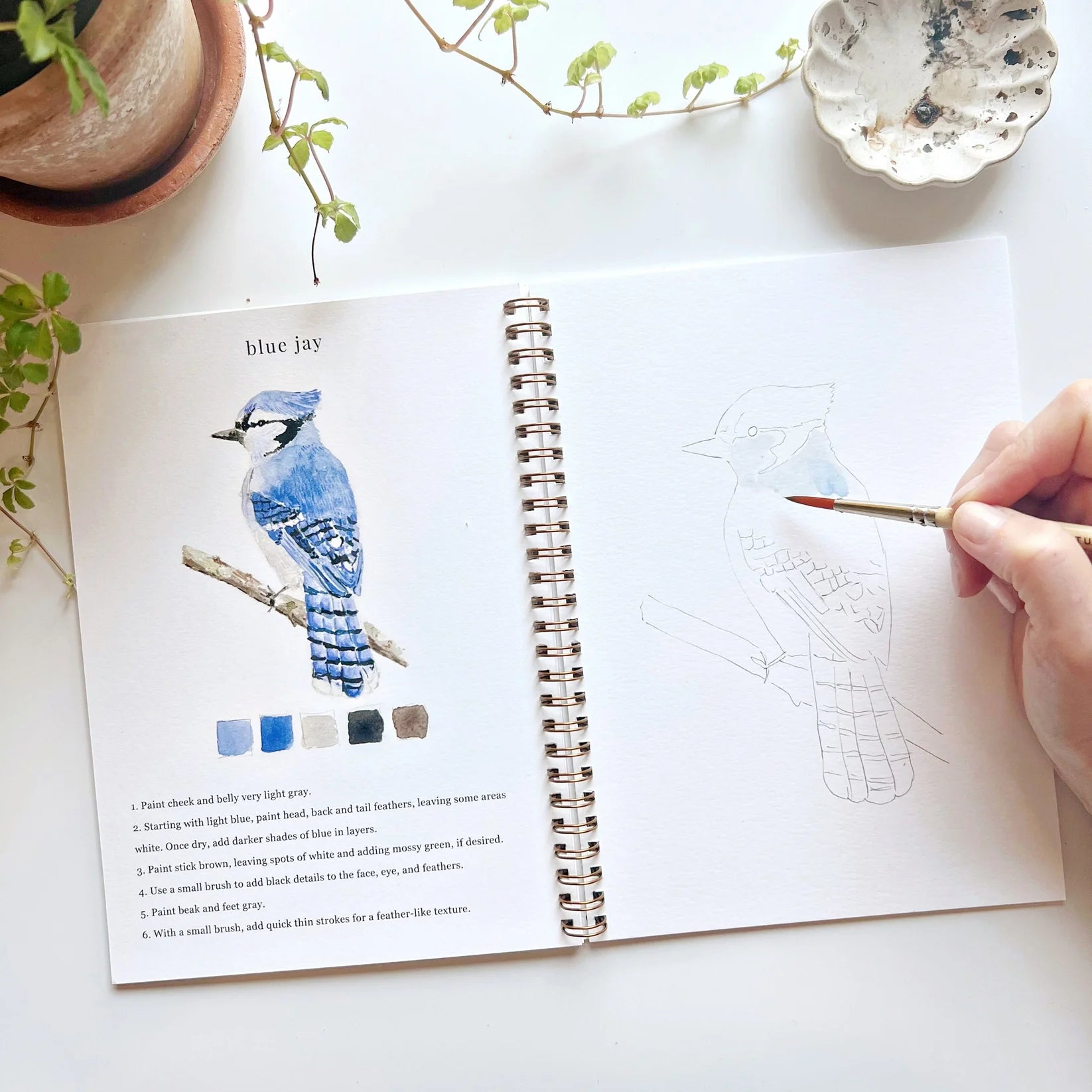 Blue Jay watercolor page